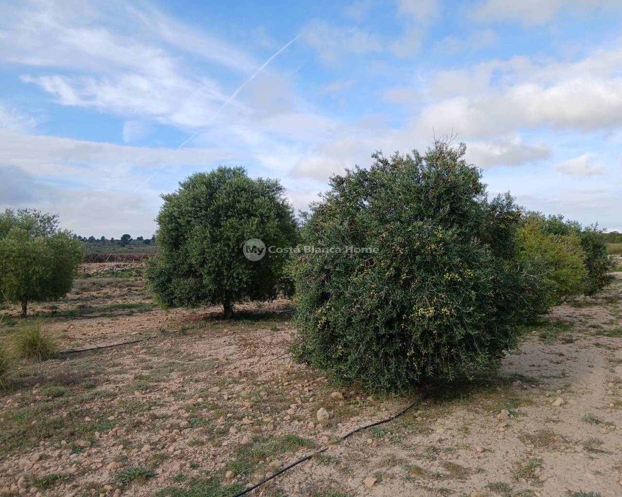 Plots and Land - Resale - Yecla - Yecla