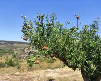 Resale - Country House - Agres