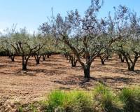 Resale - Country House - Agullent