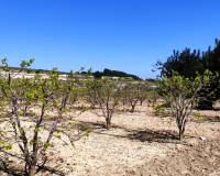 Resale - Country House - Agullent