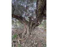 Resale - Country House - Albatera - AlbateraAlicanteValenciaSpain