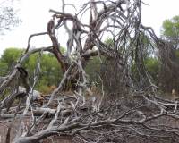 Resale - Country House - Ibi - Ibi - Country