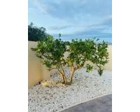 Resale - Detached Villa - Alfaz del Pi - Alfaz del Pi - Town