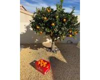 Resale - Detached Villa - Ciudad Quesada - La Marquesa