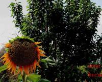 Resale - Detached Villa - Gea Y Truyols