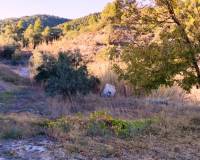 Resale - Finca - Alcoy