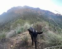 Resale - Finca - Country Property - Gea Y Truyols