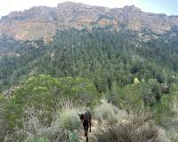 Resale - Finca - Country Property - Gea Y Truyols