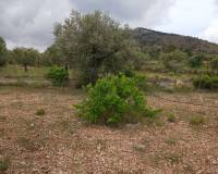 Resale - Finca / Country Property - Yecla