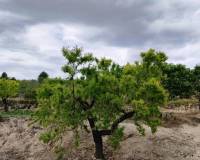 Resale - Finca - Millena