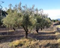 Resale - Plots and Land - Agres