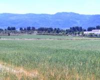 Resale - Plots and Land - Alfafara