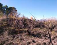 Resale - Plots and Land - Benillup