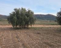 Resale - Plots and Land - Jumilla