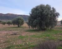 Resale - Plots and Land - Jumilla