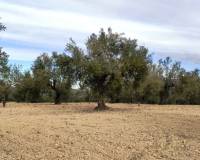 Resale - Plots and Land - Penaguila - Penáguila