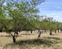 Resale - Plots and Land - Penaguila - Penáguila