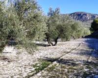 Resale - Plots and Land - Planes