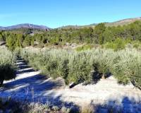 Resale - Plots and Land - Planes