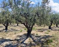 Resale - Plots and Land - Planes