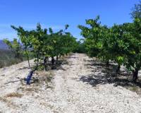 Resale - Plots and Land - Planes