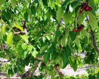 Resale - Plots and Land - Planes