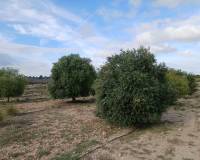 Resale - Plots and Land - Yecla