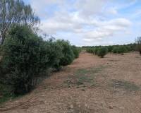 Resale - Plots and Land - Yecla