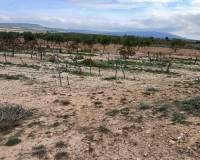 Resale - Plots and Land - Yecla