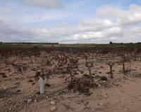 Resale - Plots and Land - Yecla