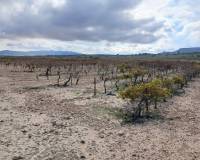 Resale - Plots and Land - Yecla