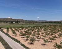 Resale - Plots and Land - Yecla