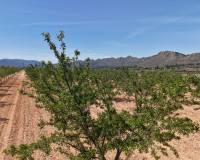 Resale - Plots and Land - Yecla