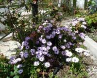 Resale - Semi-Detached - Murcia