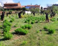 Resale - Urban Plot - Gaianes